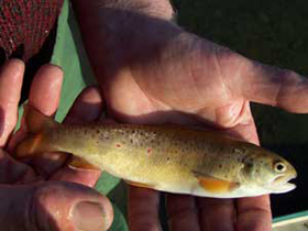 Hatchery Fish
